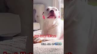 did you had bad day then just watch and listen this doggo dogcomedy dog shortvideo [upl. by Amilb]