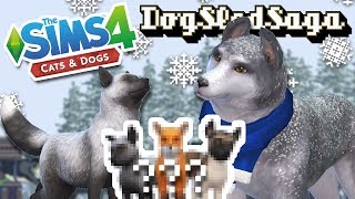 Snowy Surprise of Silver Fox amp Husky Puppies 🐶🎄 [upl. by Magee168]