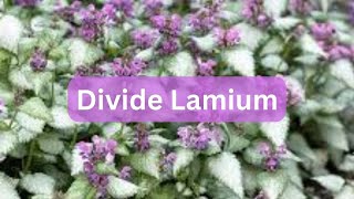 How To Divide Deadnettle Lamium  Groundcover For Shade [upl. by Fabien]