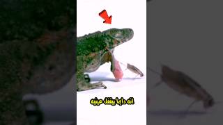 ليه الضفدع دايما بيقفل عينه وهو بياكل ؟ [upl. by Samella947]