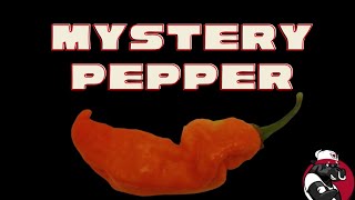 Is This The NEW Worlds Hottest Pepper [upl. by Lauraine]