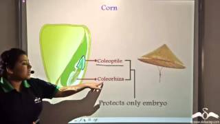 BeanDicotyledon Seed Structure [upl. by Telimay]