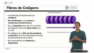 La matriz extracelular Proteínas y tipos de fibras  5660  UPV [upl. by Sweet474]