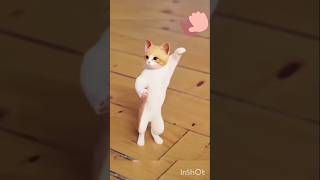 Lado ladocat dance kok jiguli [upl. by Merrilee]