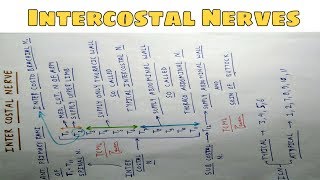 Intercostal Nerves  Part 1  Chart  The Charsi of Medical Literature [upl. by Naesal]