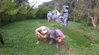 Shoebill Stork vs Lungfish  National Geographic [upl. by Nikral564]