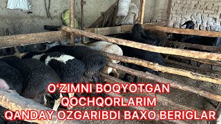 QOʻY BOQISH SIRLARI OʻZIMNI QOʻYLARIM QANDAY OʻZGARIBDI 2 CHi VIDEO [upl. by Airel]