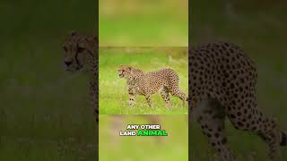 Cheetahs The Ultimate Speed Strategists 🐆🔥 shorts ytshorts [upl. by Melesa]