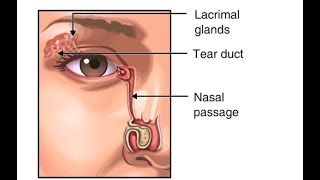 Why Do We Blink So Much Function of Tears in the Eye Animation  Eyelids amp Lacrimal Apparatus Video [upl. by Linzy]