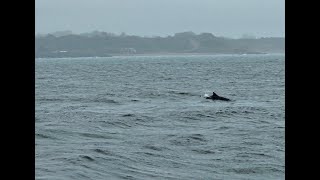 An Arklow Afternoon  Seaside Summer FUN [upl. by Ajnotal]