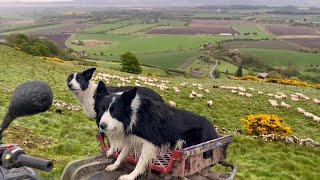 Two unbelievable sheepdogs working sheep in Scotland [upl. by Iveksarap]