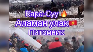 КараСуу Питомник аламан улак🔥🇰🇬 [upl. by Juley51]