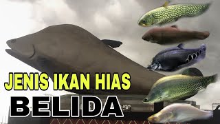 JENIS JENIS IKAN BELIDA BESERTA HARGANYA [upl. by Aig]