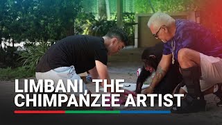 Limbani the artistic chimpanzee paints the way for his forever home  ABSCBN News [upl. by Anahahs]