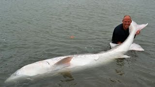 Worlds Biggest Sturgeon Ever Caught [upl. by Tychonn]