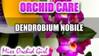 Orchid Care  Dendrobium Comet King Akatsuki [upl. by Lara]