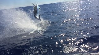 1100lb Blue Marlin Fishing GOLD COAST [upl. by Broeker]