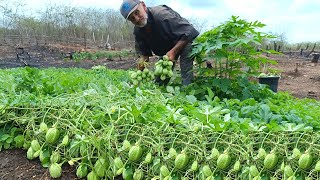 Incrível Colheita de Maxixes Vejam só Uma explosão de Frutos  Grande Colheita de Maxixes [upl. by Lraed992]