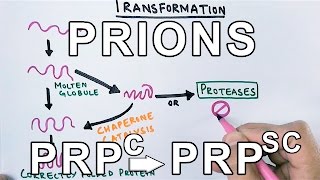 PrionsWhat are they  Protein Misfolding Mechanism [upl. by Brew]