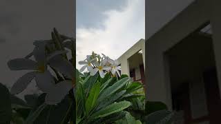 Barso re Megha barso🌧️ song shreyaghoshal barish [upl. by Araihc]