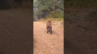 ￼ Sariska me Bahut Achi sighting St21 [upl. by Teddy]