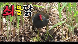 쇠물닭Gallinula chloropus [upl. by Marjory]