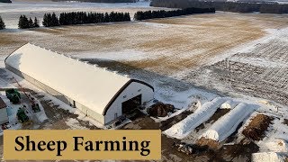 How I Run Our Sheep Farm SHEEP FARMING FAQS Vlog 137 [upl. by Alieka560]