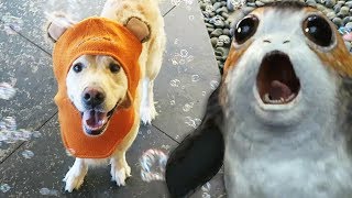 PUPPY PORG MELTDOWN  Star Wars The Last Jedi Super Cooper Sunday 123 [upl. by Cissej]