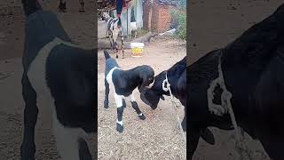 Bakri ki awaaz Bundeli song video😁😁 [upl. by Nyvets72]