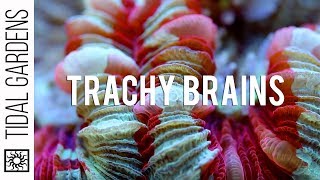 Trachyphyllia vs Wellsophyllia Brain Corals [upl. by Aletta]