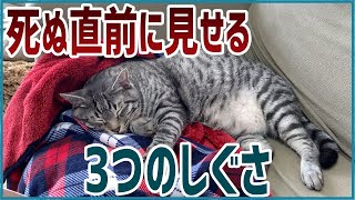 【豆知識】猫が死ぬ直前に好きな人にしか見せない3つの行動 [upl. by Rolf]