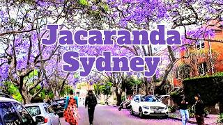 THE MOST BEAUTIFUL Jacaranda Tree in Australia EXPOSED🌿🪻🪻🪻 [upl. by Maloy]