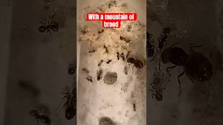 Pheidole ceres colony with first majors and brood pile [upl. by Alcine]