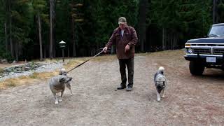 Elkhound Training Tips [upl. by Stenger]