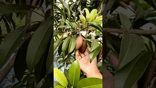 ট্রপের মধ্যে সপেদা ফলের চাষ roofgarden সপেদা fruit shorts viralvideos tending [upl. by Harrell]