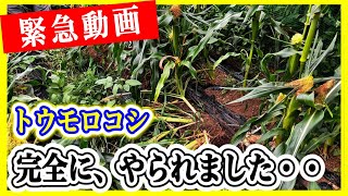 【緊急で動画回してます】ショックすぎ！！トウモロコシが壊滅・・・ ～狭い庭で家庭菜園～ [upl. by Safoelc]