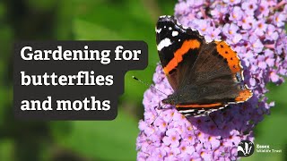 Gardening for butterflies moths and their caterpillars  Essex Wildlife Trust [upl. by Benedicto]