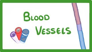 GCSE Biology  Blood Vessels 24 [upl. by Av]