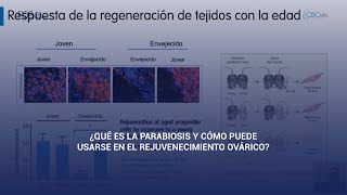 ¿Qué es la parabiosis y cómo puede usarse en el rejuvenecimiento ovárico 🧬 [upl. by Ennasus]