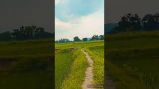 tranding Nela nela amber par chand jab aye piyar baryas shortvideo [upl. by Miltie749]