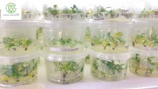 Ep3 Plant tissue cultureStages in plant tissue culture [upl. by Casavant]