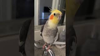 Cockatiel bird cockatiel cockatielsinging birds parrot cockatielsound pets cute ginger [upl. by Serrano286]