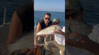 Le bellezze del mare❤️ fishing fish orata ombrina sicilia mare pescare mediterranean [upl. by Nelleus]