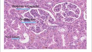 Histology of the Kidney [upl. by Perzan966]