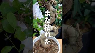 【観葉植物】冬に枯れる1番の原因はコレ！植物 植物のある暮らし 植物好きな人と繋がりたい 植物大好き [upl. by Cantu]