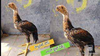 Parrot Beak Long Tail Chicks  8185832982  Rythu Market [upl. by Crim435]