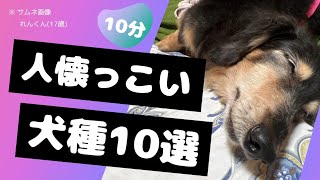 【犬図鑑】かわいすぎる♪人懐っこいおすすめ犬種の動画集 かわいいワンちゃん動画を解説付きでつめこみました🐾 [upl. by Encrata563]