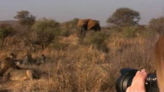 Elephant charge lions at Madikwe [upl. by Arrac]