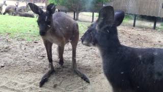 ケナガワラルーとクロカンガルー（豊橋総合動植物公園／のんほいパーク） 2017年8月5日 [upl. by Ramor701]