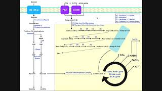 BASICS of Fatty Acid Metabolism Part 1  Lipolysis Transport amp Import [upl. by Cressler912]